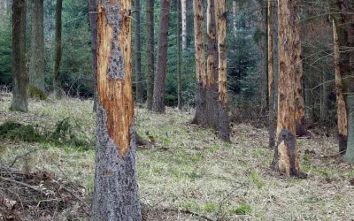Prošla novela zákona o lesích, která zavádí účinnější postupy proti kůrovci